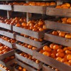毎年、安定の美味しさで贈答用に最適！まろやかで深みのある味わいが楽しめる堀池農園のハウスみかん！