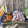その日採れた安心安全な野菜たちをその日の内に食卓へ。全国発送も可能な静岡県磐田市海老塚の無農薬農園。